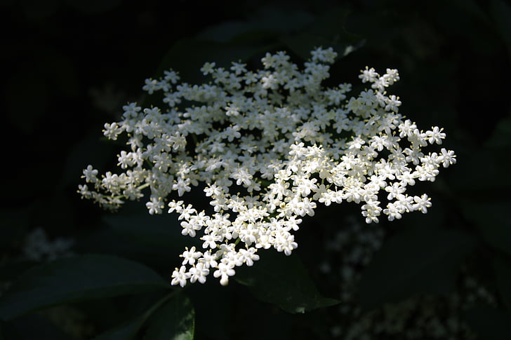 lichtspiel, flor blanca, planta, flors, blanc, llum del sol, tancar