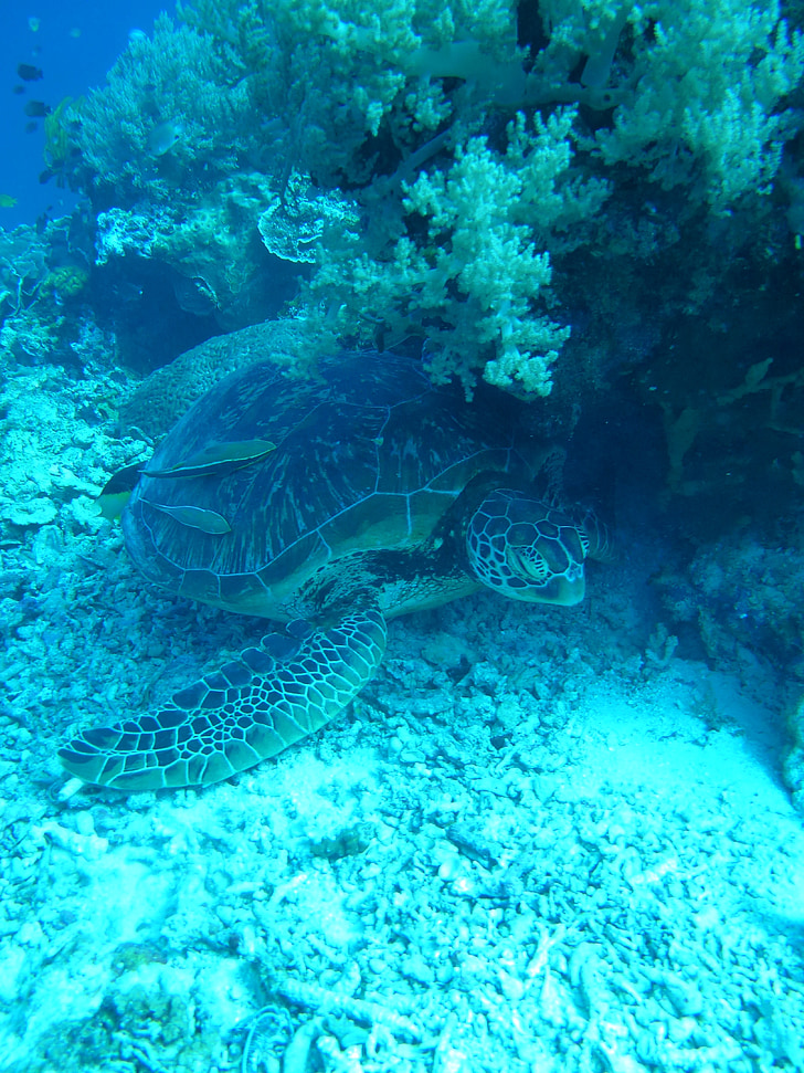 turtle, sea, sea turtle, marine life, underwater, diving