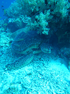 거북, 바다, 바다 거북, 해양 생물, 수 중, 다이빙