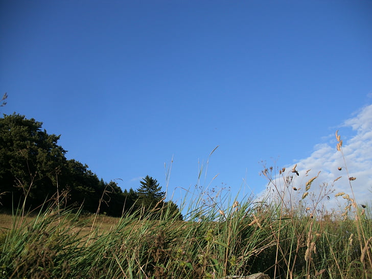 grass, meadow, field, tree, forest, sky, clouds