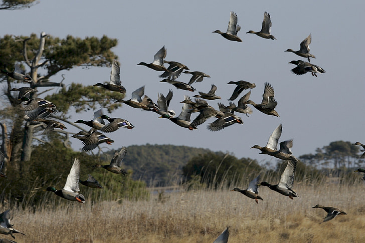 mallard ducks, flying, flight, wildlife, waterfowl, wild, nature