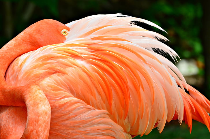 Flamingo, aizvērties, daba, savvaļā, dzīvnieku, eksotiski, savvaļas dzīvnieki