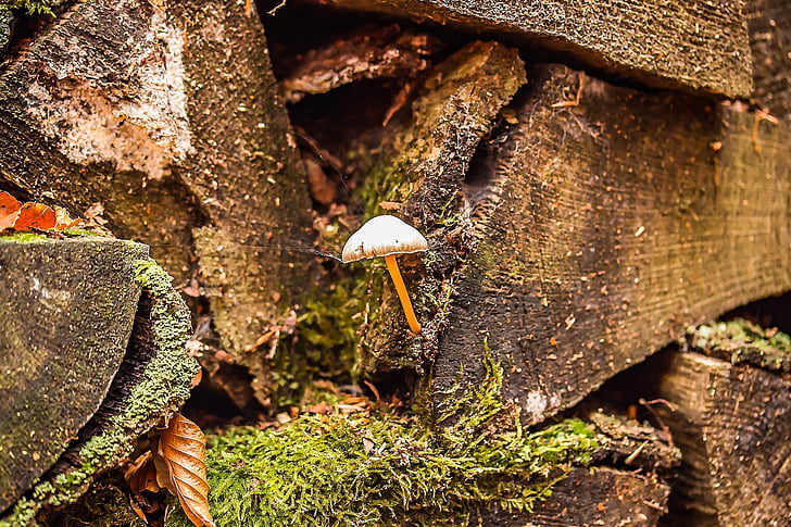 Маленький гриб, holzstapel, старое дерево, Вуд, Природа, Старый, хранения