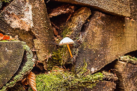 작은 버섯, holzstapel, 오래 된 나무, 나무, 자연, 오래 된, 스토리지
