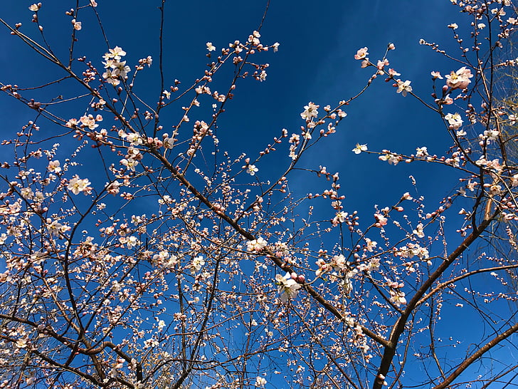 flower, sky, hongluoshi, 2017-01-13-02