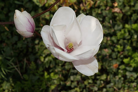 Lala stablo, Lala magnolija, Alba superba, Ukrasna biljka, cvijet, cvatu, bijeli