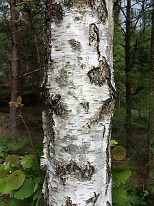 tree, birch, hardwood, sweden, forest, wood