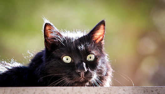 chat, noir, chat noir, animal, nature, Wildcat, yeux de chat