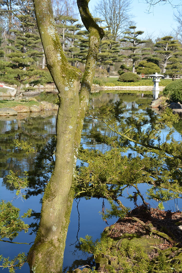 japansk trädgård, North park, Düsseldorf, dammen, naturen