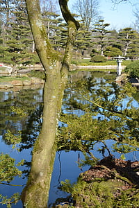 japanischer Garten, Nordpark, Düsseldorf, Teich, Natur