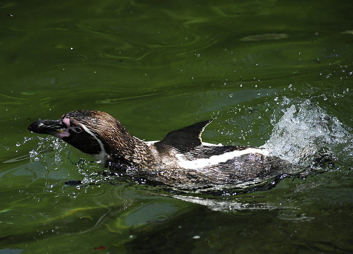 pinguino, pinguino di Humboldt, uccello, uccello acquatico, nuotare, acqua
