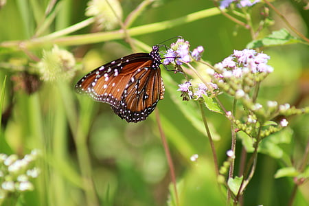 природата, пеперуда, на открито