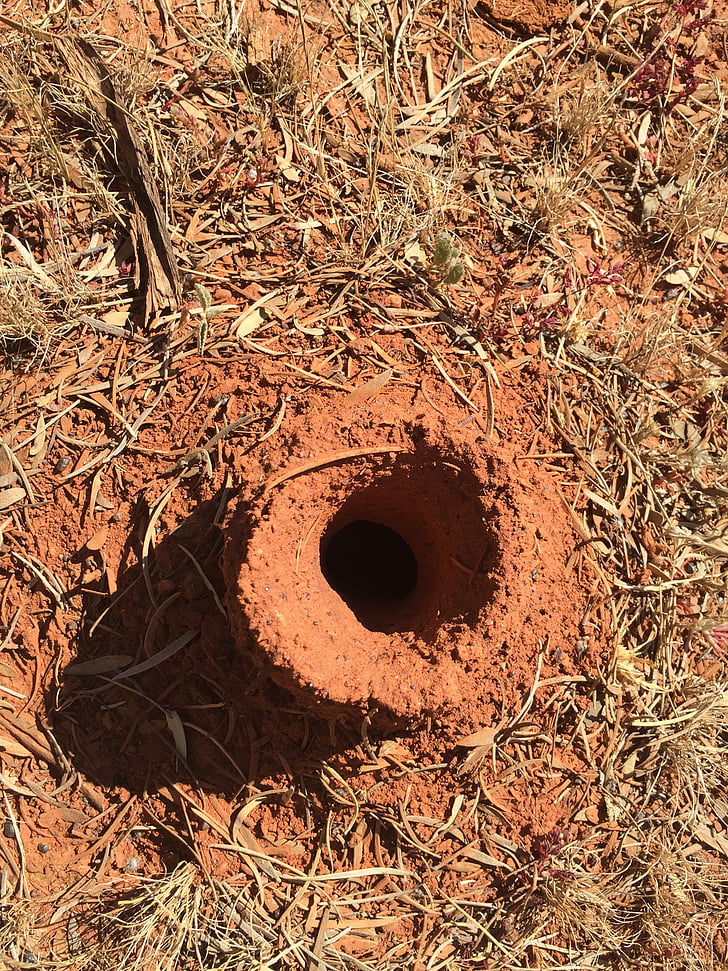 formigues, Austràlia, viatges, l'amor, paisatge, animals, natura