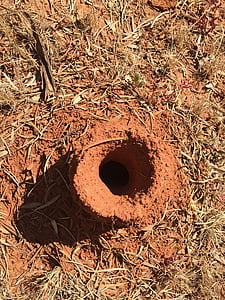 mrówki, Australia, podróży, miłość, krajobraz, zwierzęta, Natura