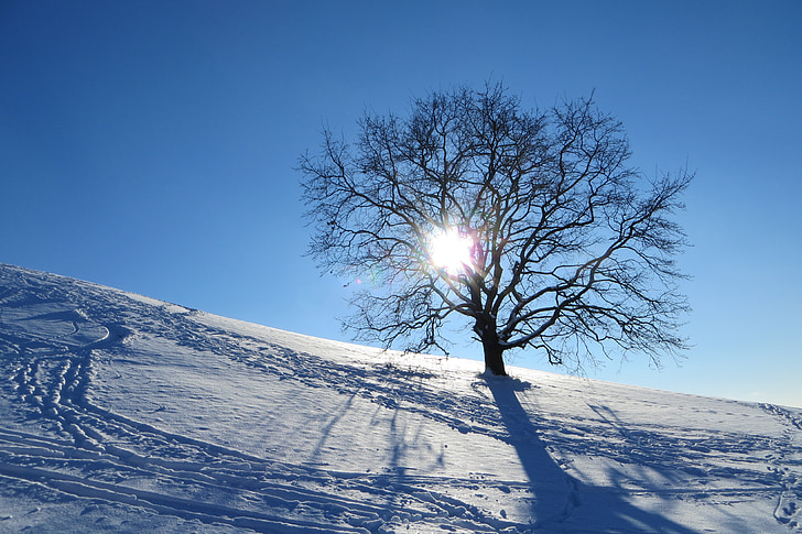 winter, munich, olympic park, tree, lonely, snow, sunshine