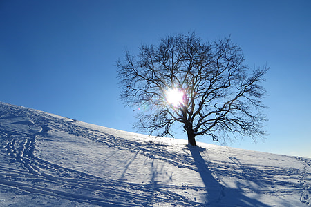冬, ミュンヘン, オリンピック公園, ツリー, 孤独です, 雪, 太陽の光