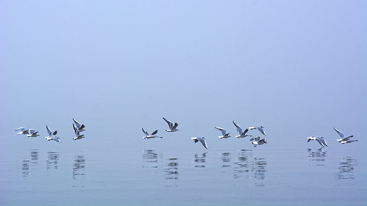 nevoeiro, Gaivota, espelhamento, voando, água, pássaro, natureza