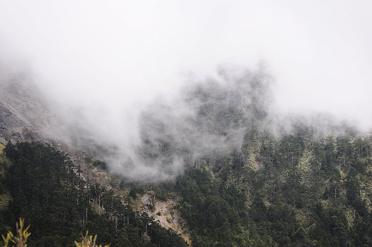 niebla, montaña, colina de acacia, paisaje