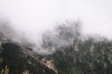 rūkas, kalnų, akacijos kalvos, kraštovaizdžio