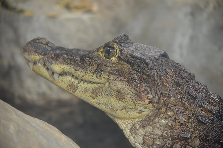 Krokodýl, Caiman, mladý