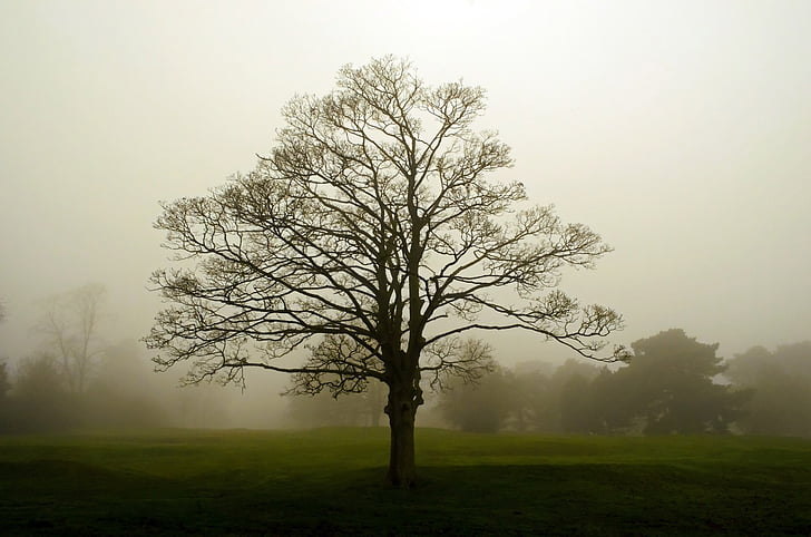 fog, landscape, tree, trees, seasons, england, branch