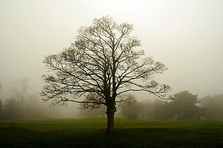 туман, пейзаж, дерево, деревья, сезоны, Англия, филиал