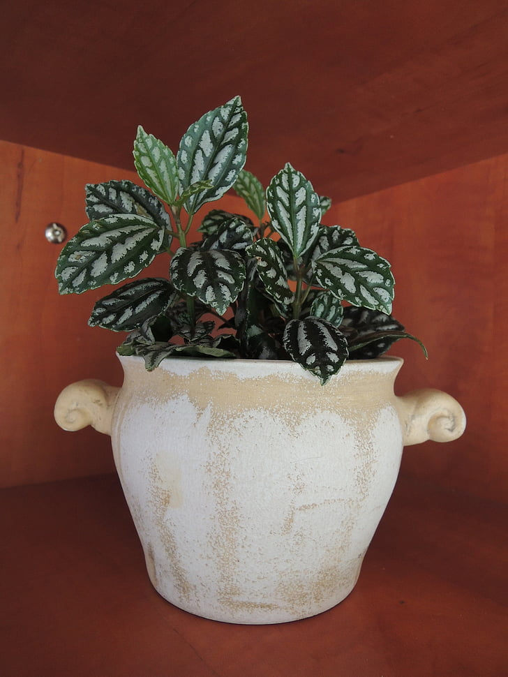 planta de moradia, decoração, vaso de flor, Evergreen