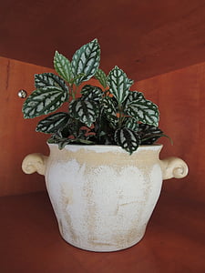pianta di alloggiamento, decorazione, vaso di fiori, Evergreen