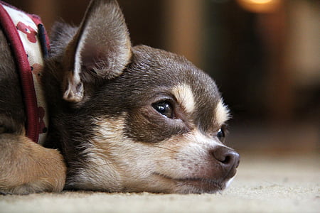 Chihuahua, pes, psiček, žalostno, srčkano, pet, živali