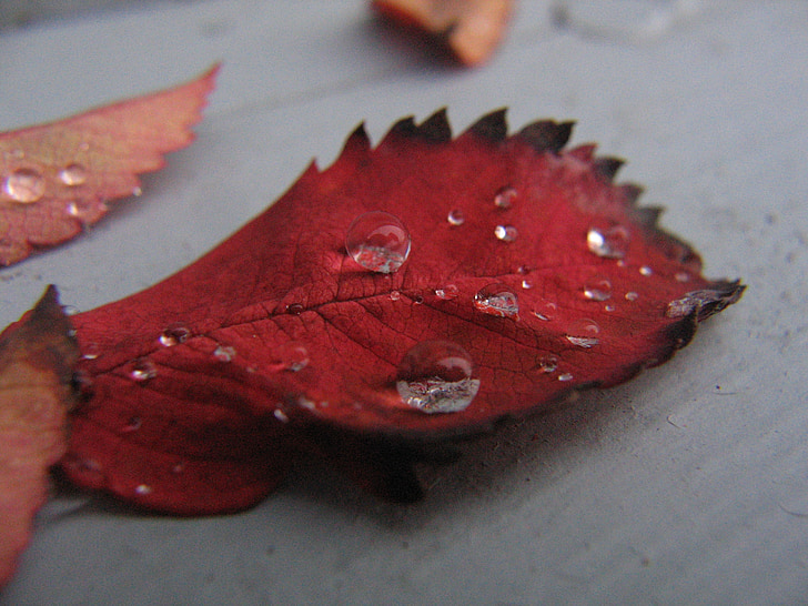 leaf, fall, water, drop, macro, red, autumn