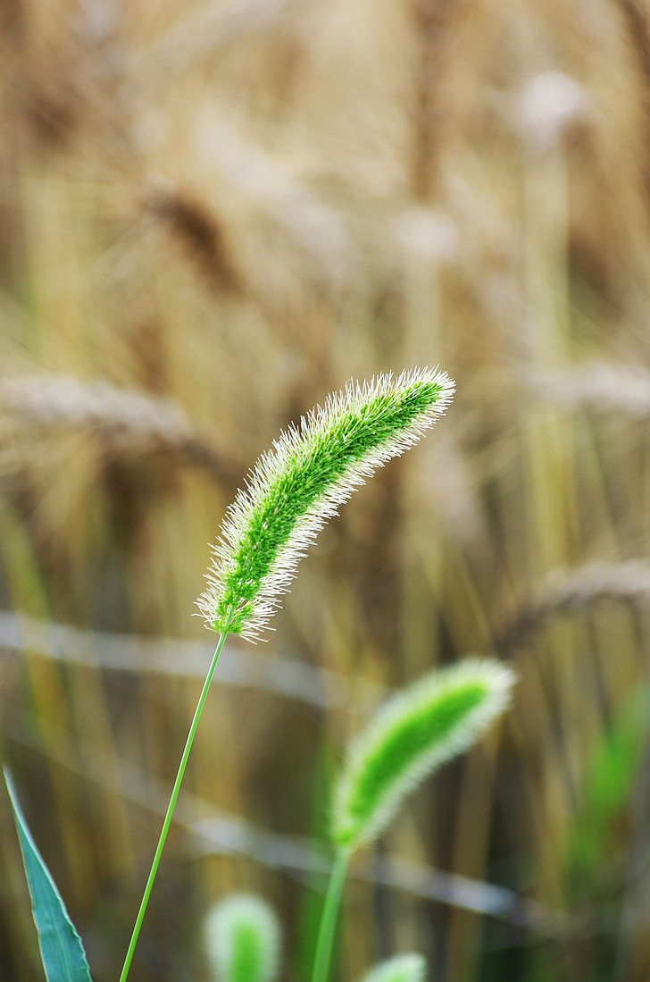 vernal grass, wild grass, field, natural, green, factory, hairy