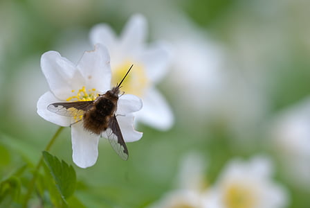 čebela, cvet, cvetje, medu, insektov, makro, narave