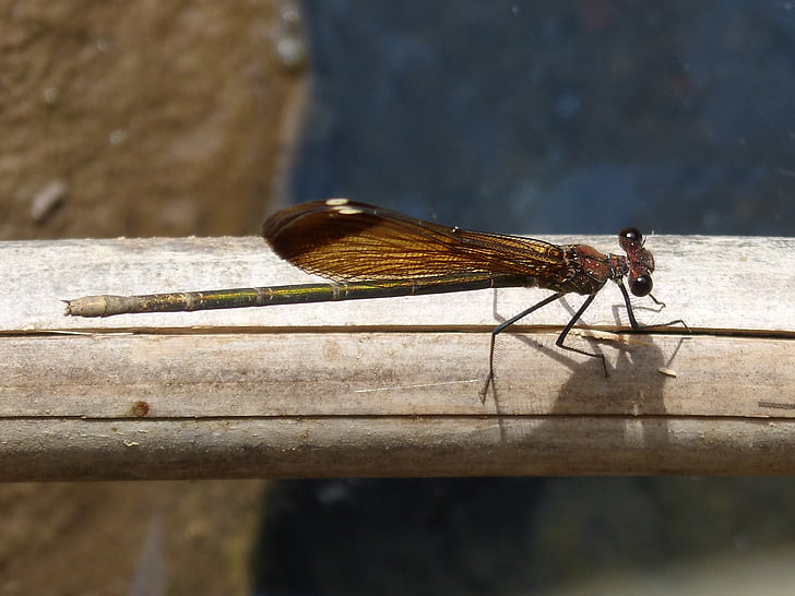 libellula nera, canna, zona umida, iridescente, insetto alato, Calopteryx haemorrhoidalis