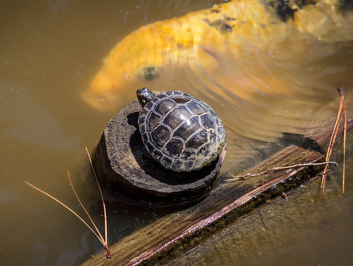 baby turtle, kleine schildpad, rode Phayre schuifregelaar, amfibische, Koi, vis, karper