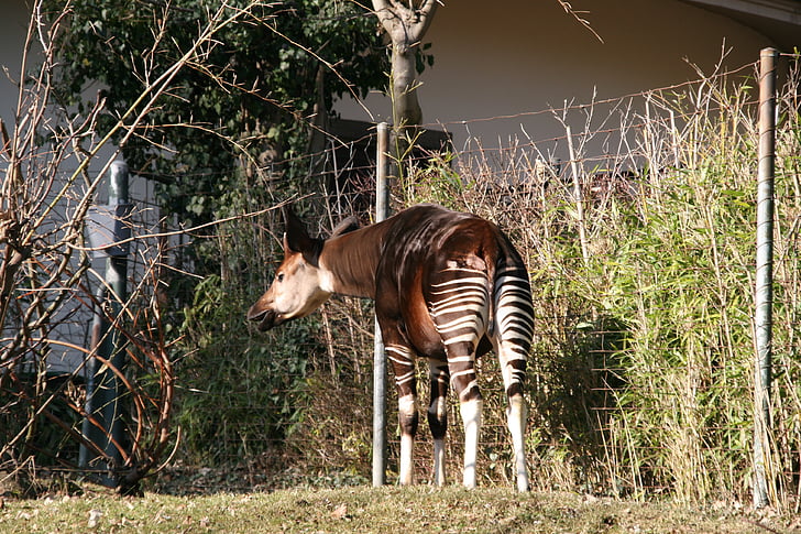 zoo, switzerland, animal