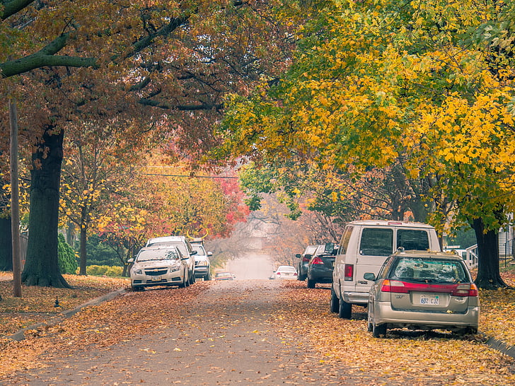 trees, nature, cars, vehicles, dried, leaves, path