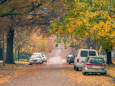 Bäume, Natur, Autos, Fahrzeuge, getrocknet, Blätter, Pfad