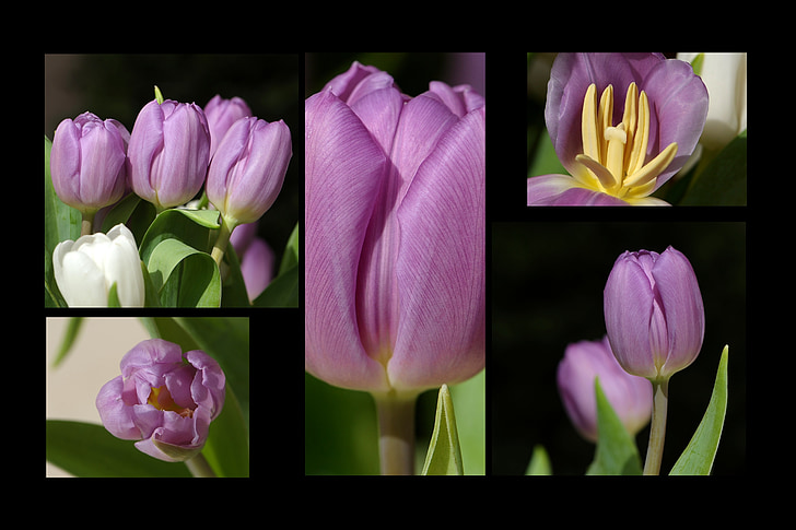 tulipány, Tulipa, květiny, jaro, Jarní květina, koláž, květiny koláž