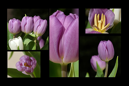 tulipes, Tulipa, flors, primavera, flors de primavera, collage, collage de flors