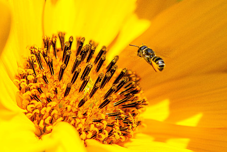 lebah, serbuk sari, bunga, pendekatan, serangga, alam, makro