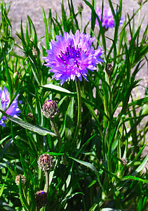 cornflower, purple, flowers, red purple, blue-violet, green, kitakurihama