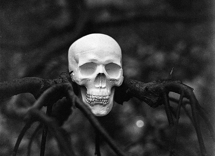 skallen, treet, Halloween, horror, skummelt, nifs, døde