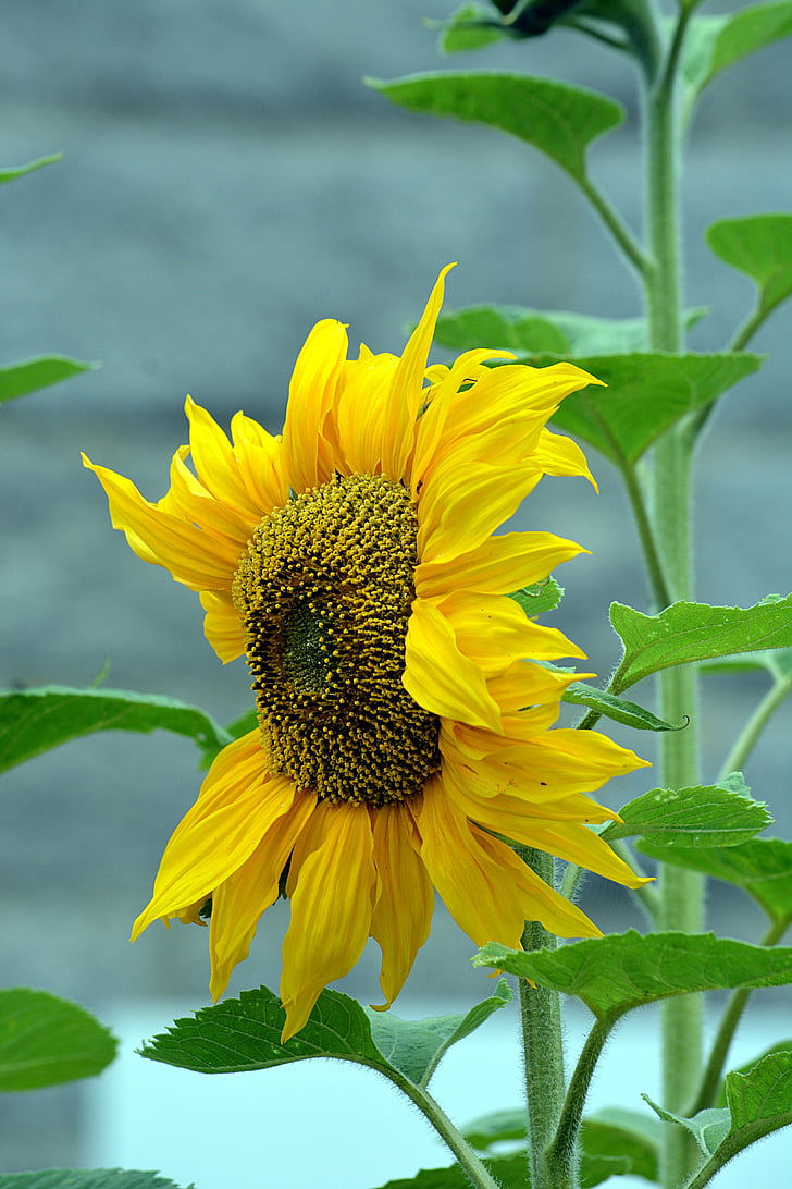 bunga, bunga matahari, Flora, kelopak, kuning, alam, tanaman