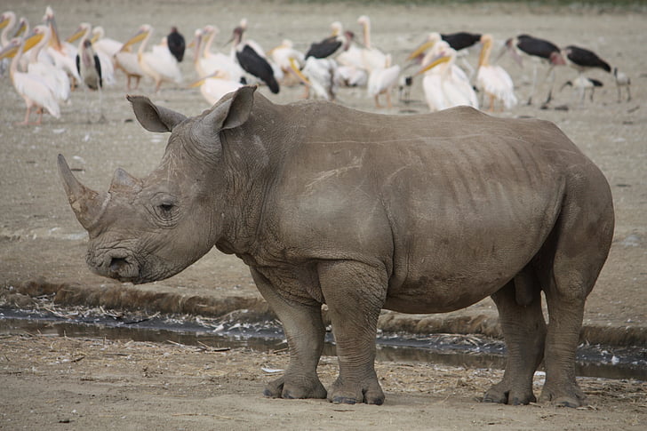 носорог, Кения, Африка, носорог, животните, голям, дива природа
