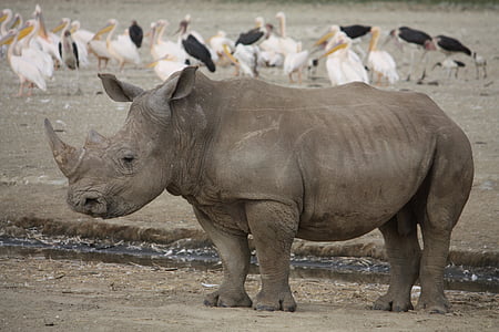Rhino, Kenia, Afrika, neushoorn, dier, grote, dieren in het wild