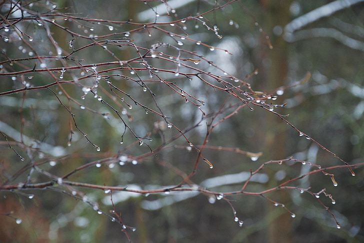 forest, rain, drop of water