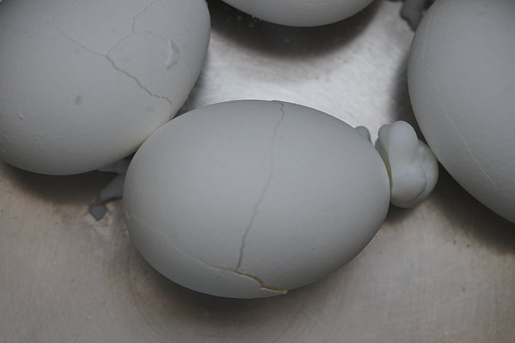 egg, burst, torn, expired, protein, white, boiled eggs
