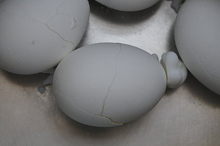 vajíčko, burst, roztrhané, vypršela platnost, bílkoviny, bílá, vařená vejce