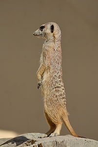 suricata, meercat, scharrtier, veure, vigilants, ausschau, atenció