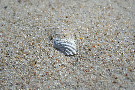 seashell, sand, beach, sea, summer, the baltic sea